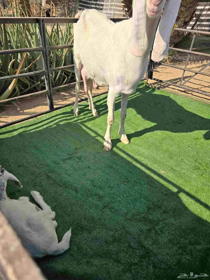 معزا مع عيالها 5