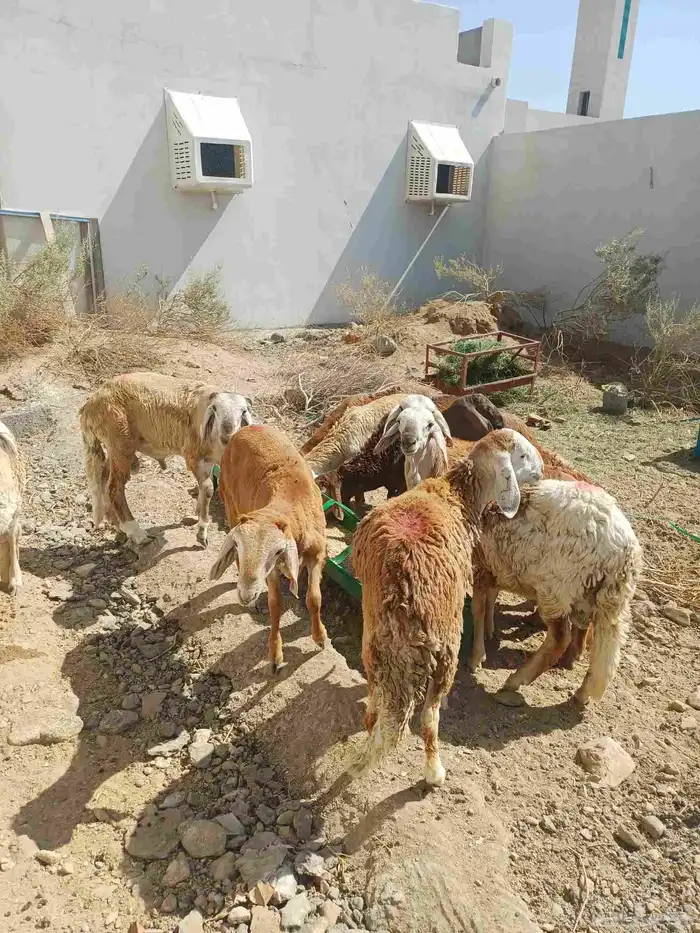 للبيع غنم سواكن 15 راس تربيه شهر ونص 3