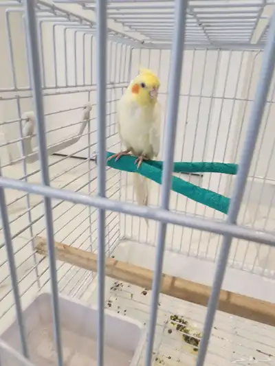 كروان مغرد ذكر index