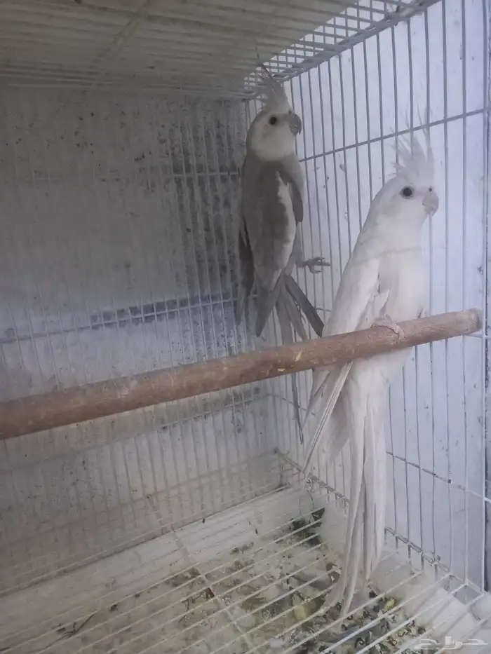 زوج كروان هولندي بفروخه ...فخم 1