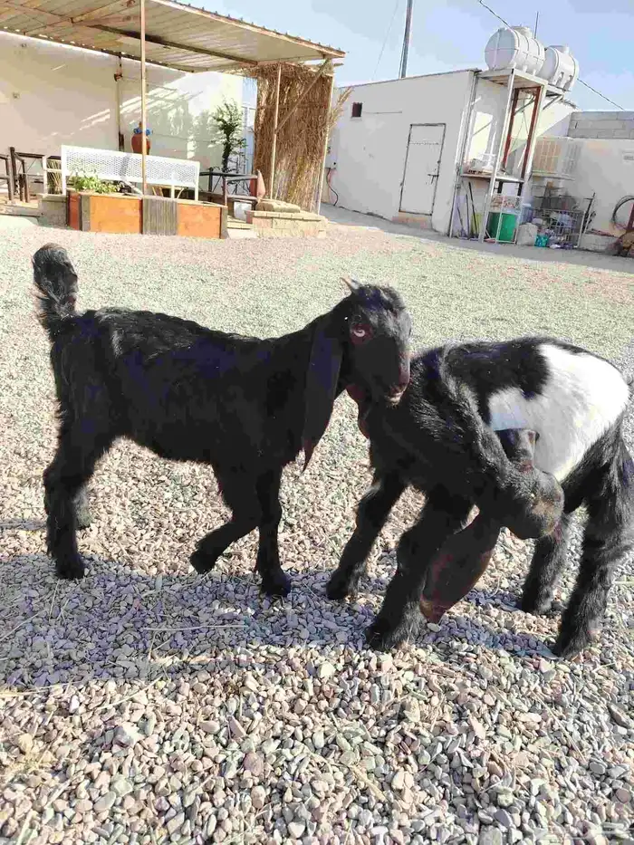 للبيع تيوس هرايد قبرصيات 0