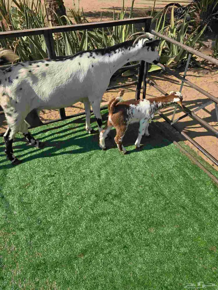 معزا مع عيالها 10