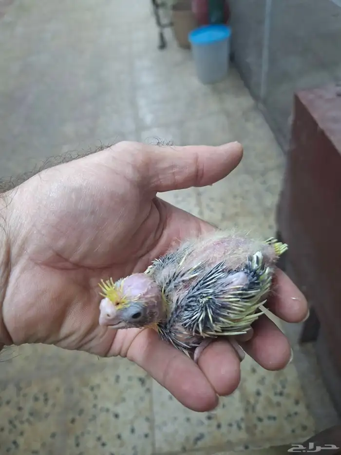 فروخ كروان للبيع( تم البيع ) 5