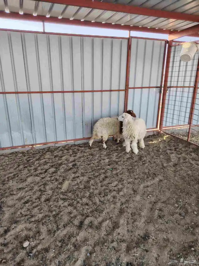 هرافي وجذعه 1