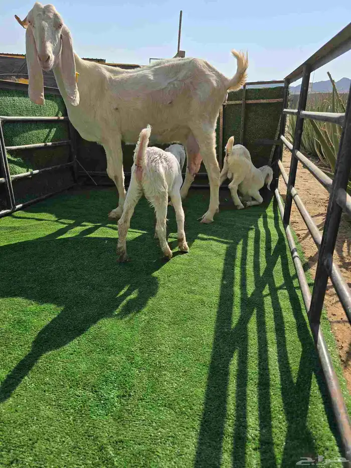 معزا مع عيالها 2