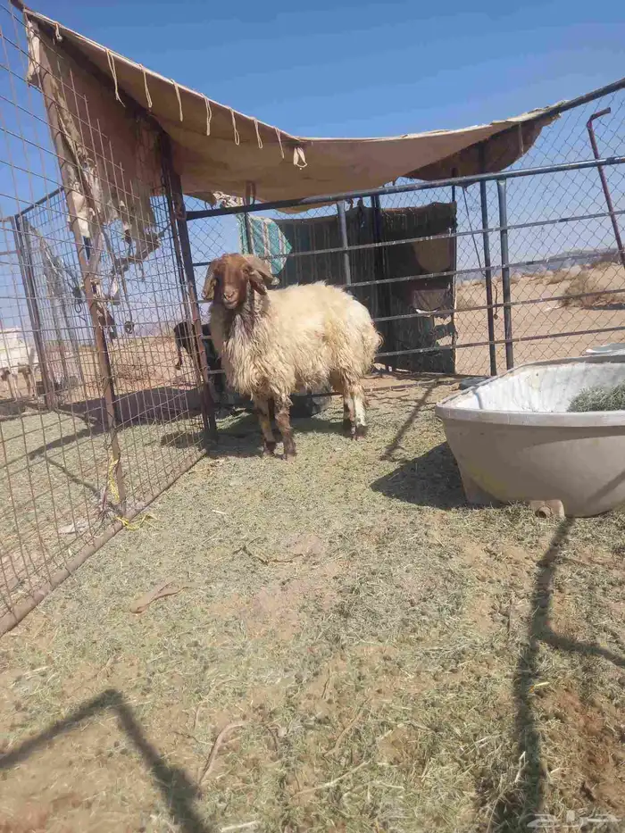 خروف نعيمي فحل مشرط سديس 0