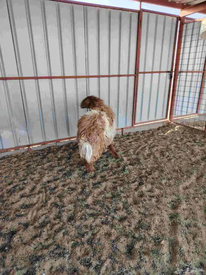 هرافي وجذعه 4