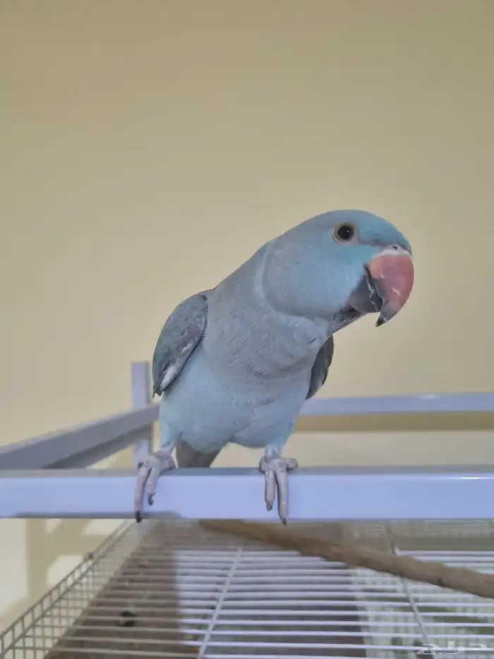 دره هولندي انثى اليفه 8