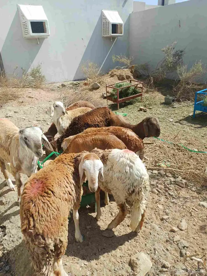 للبيع غنم سواكن 15 راس تربيه شهر ونص 1