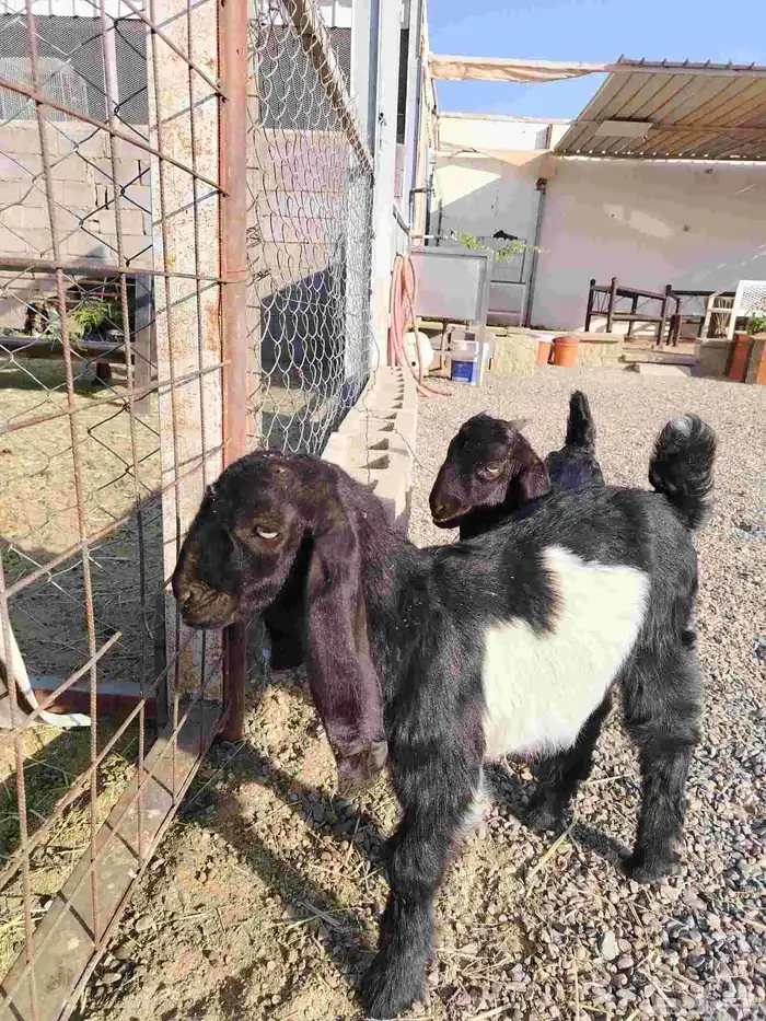 للبيع تيوس هرايد قبرصيات 4