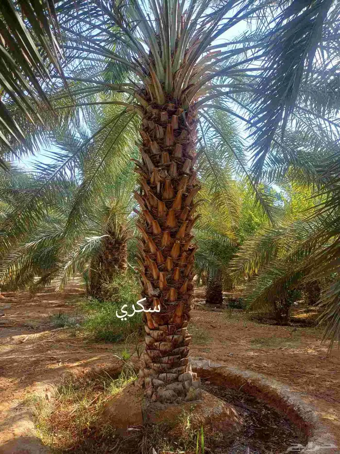 نخيل للبيع عربي مثمر قلع وتوصيل 1