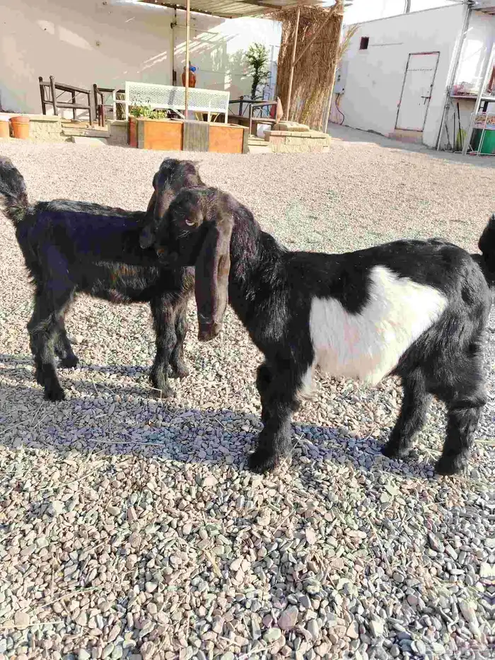 للبيع تيوس هرايد قبرصيات 1