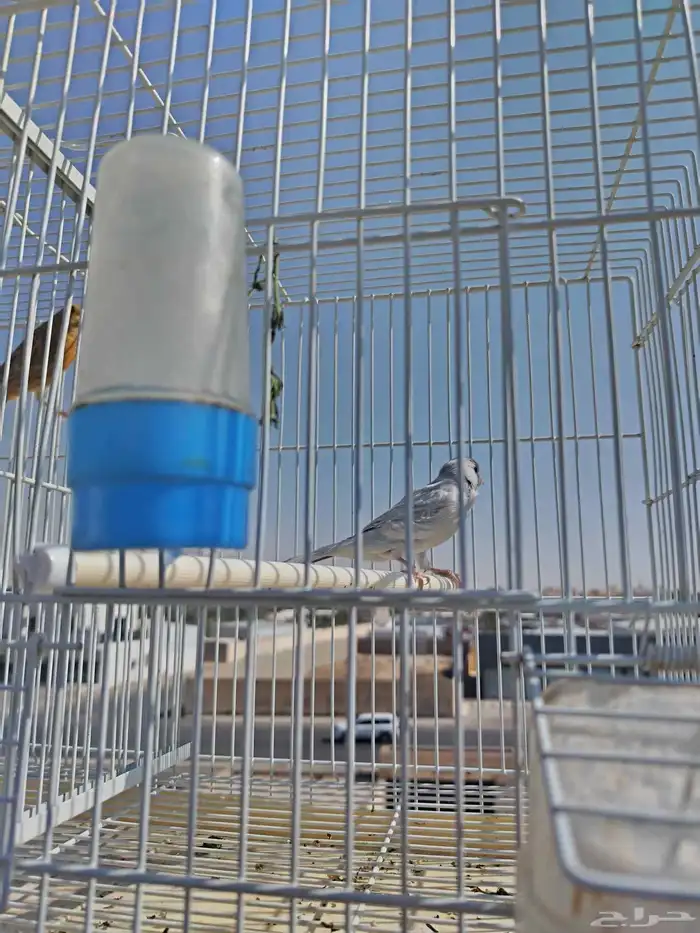 ذكر أوبال جاهز تغريد 2