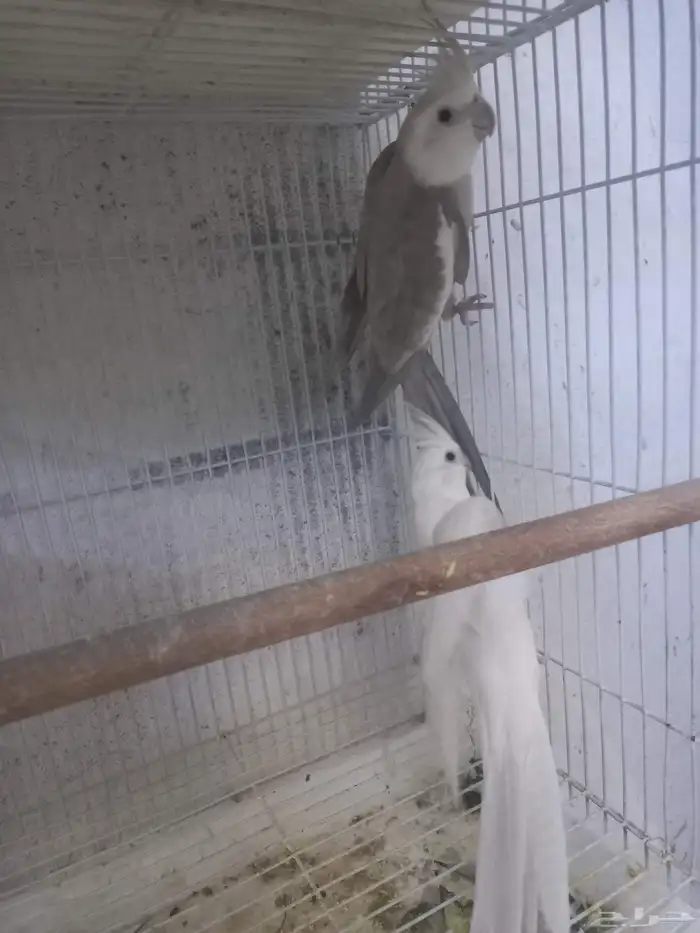 زوج كروان هولندي بفروخه ...فخم 4