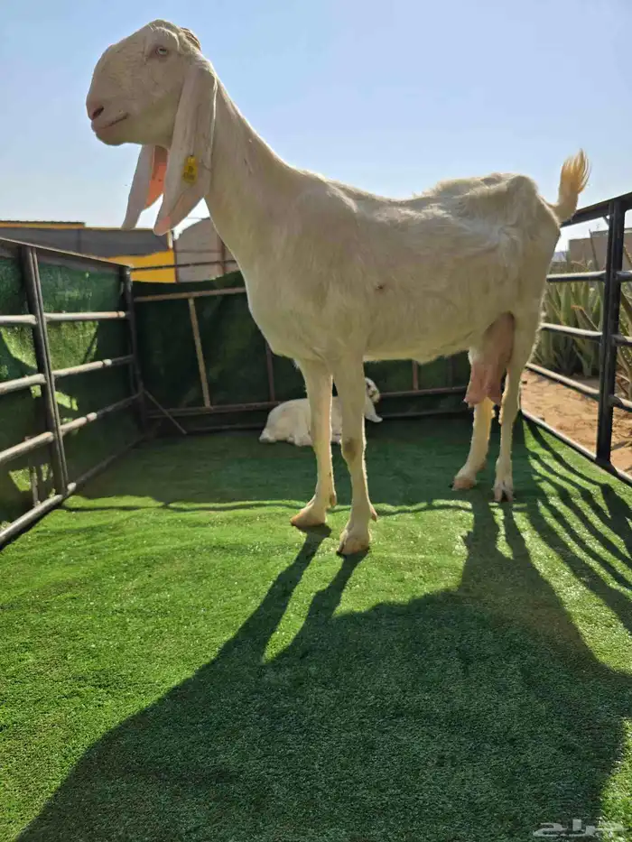 معزا مع عيالها 7