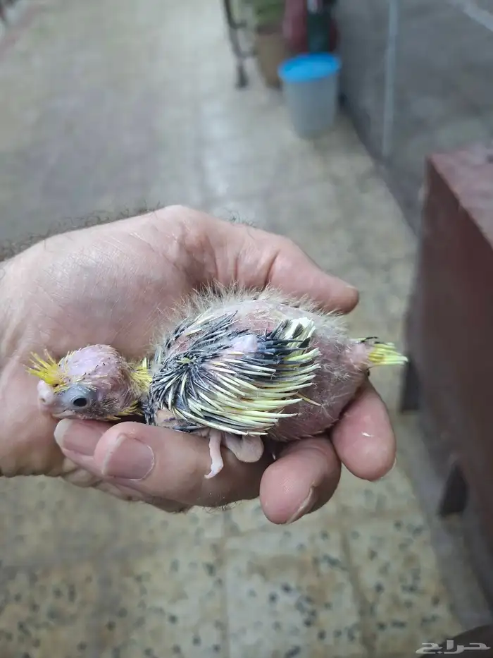 فروخ كروان للبيع( تم البيع ) 4