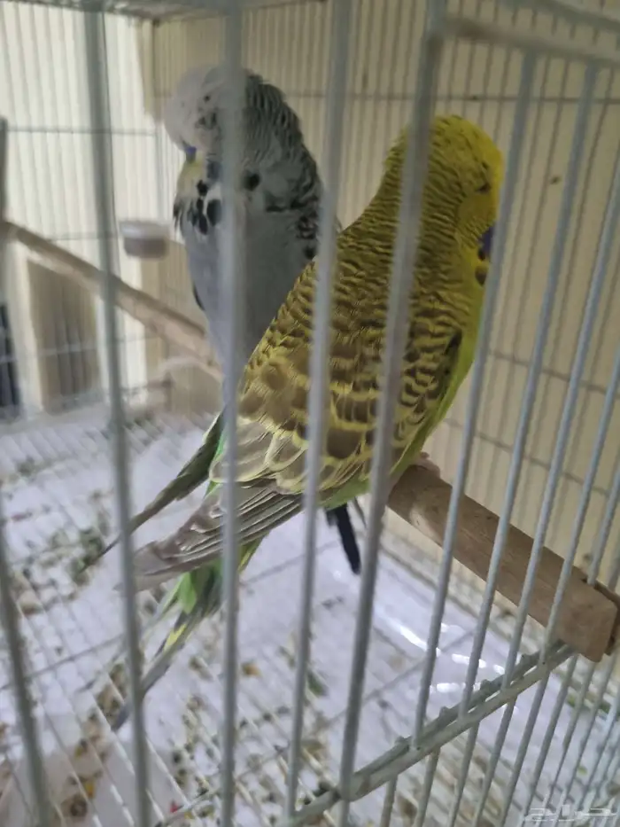 جوز بادجي انجليزي منتج 0