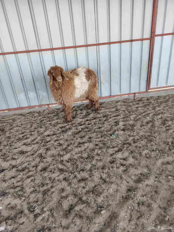 هرافي وجذعه 6