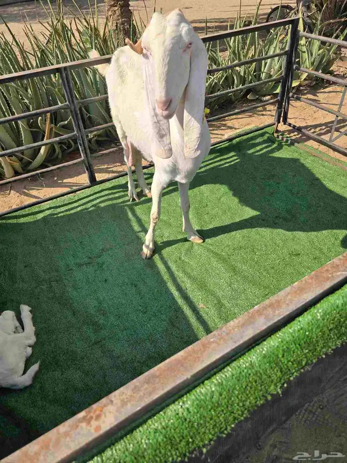 معزا مع عيالها 4