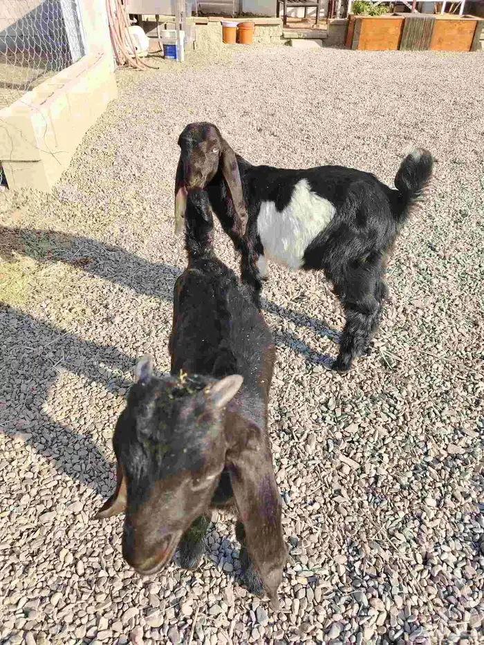 للبيع تيوس هرايد قبرصيات 5