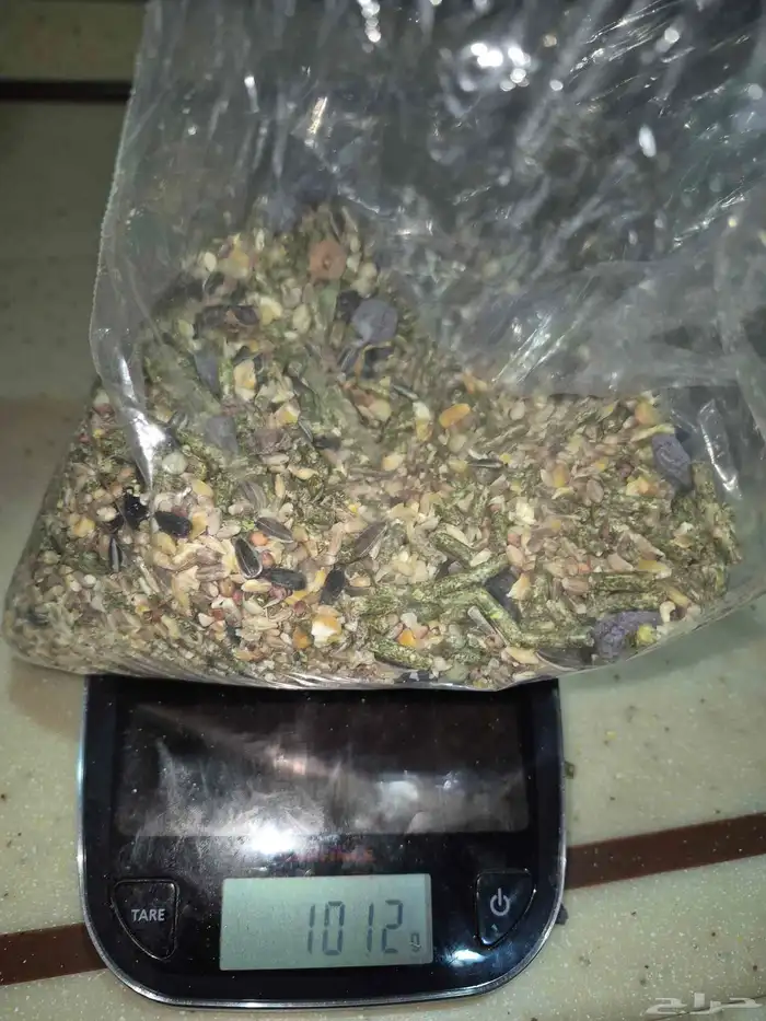 هامستر قزم للبيع 10