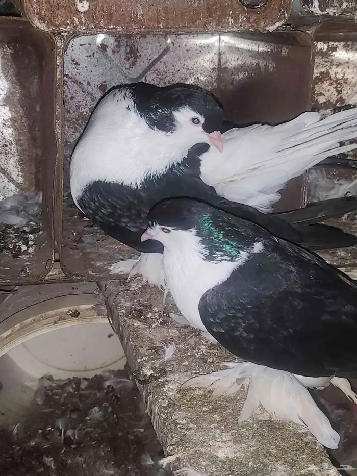 زوج حمام شيرازي منتج 1