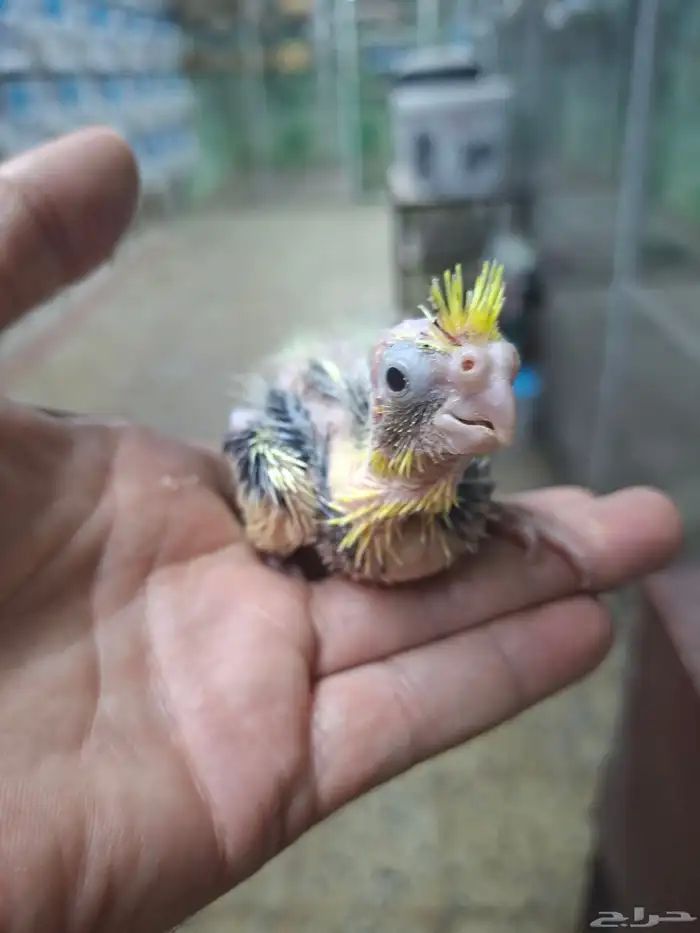 فروخ كروان للبيع( تم البيع ) 3