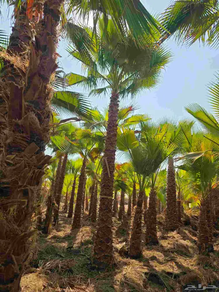 نخل واشنطني 1