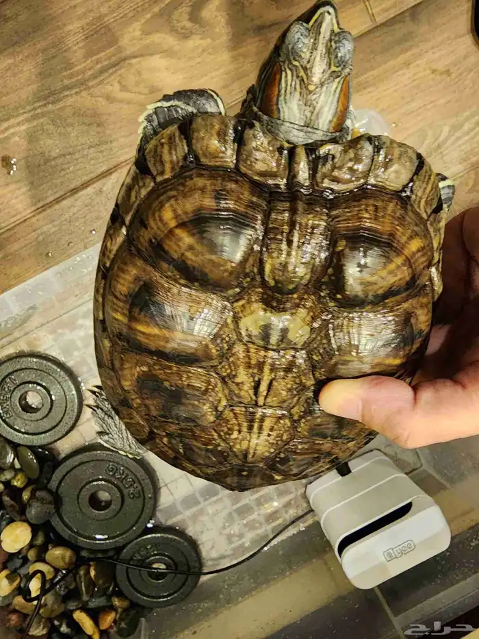 زوج سلحفاه برمائيه كبير جدا 9