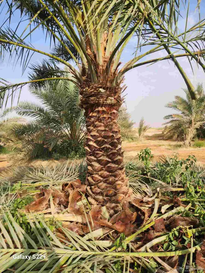 نخيل مثمر 6