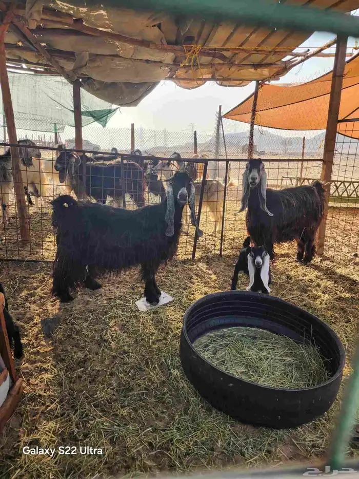 معزا عوارض 0