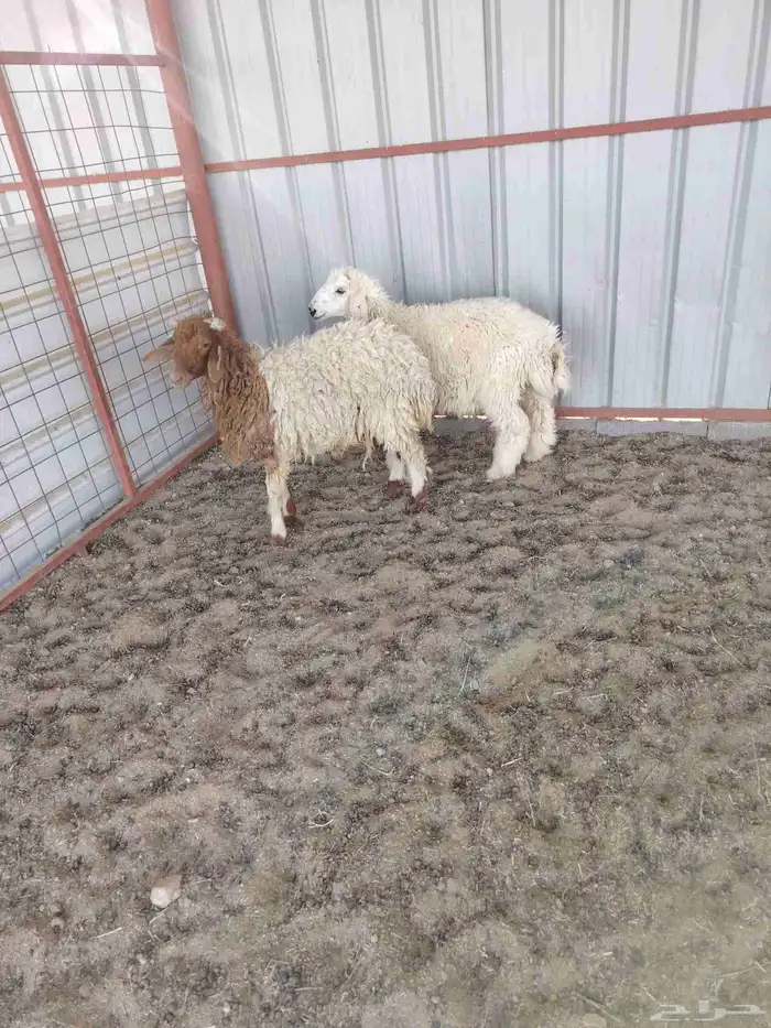 هرافي وجذعه 3