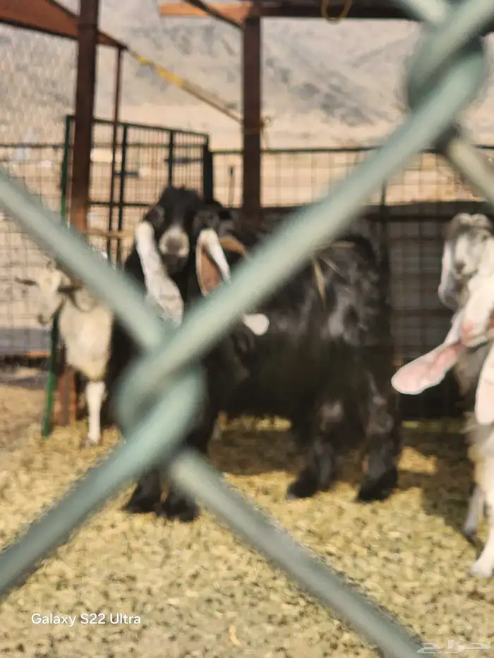 معزا عوارض 1