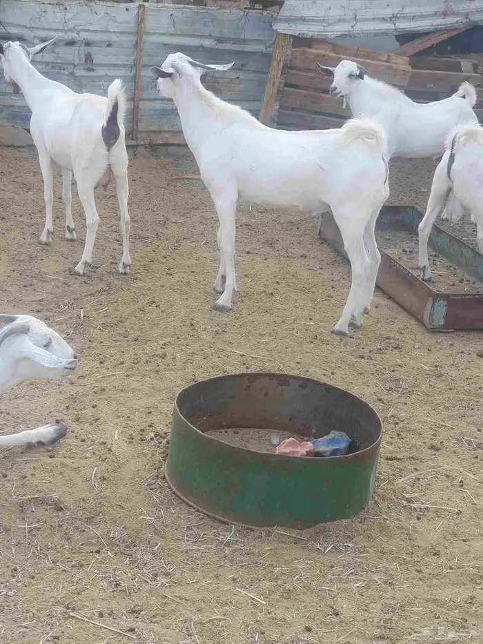 تيس بيشي فحل للبيع 2