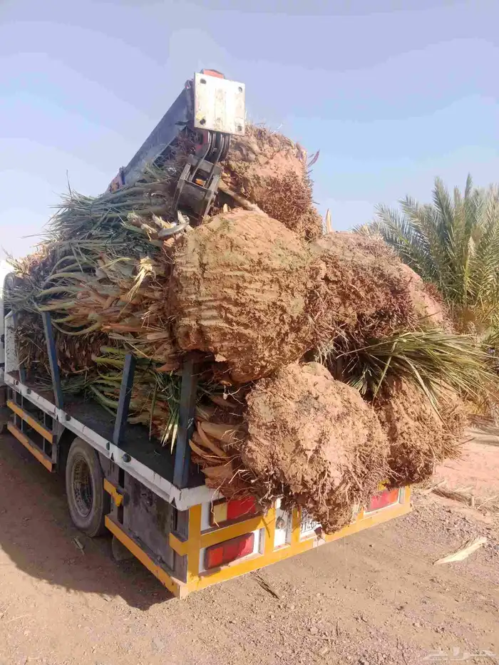 نخل خلاص برحي سكري 1