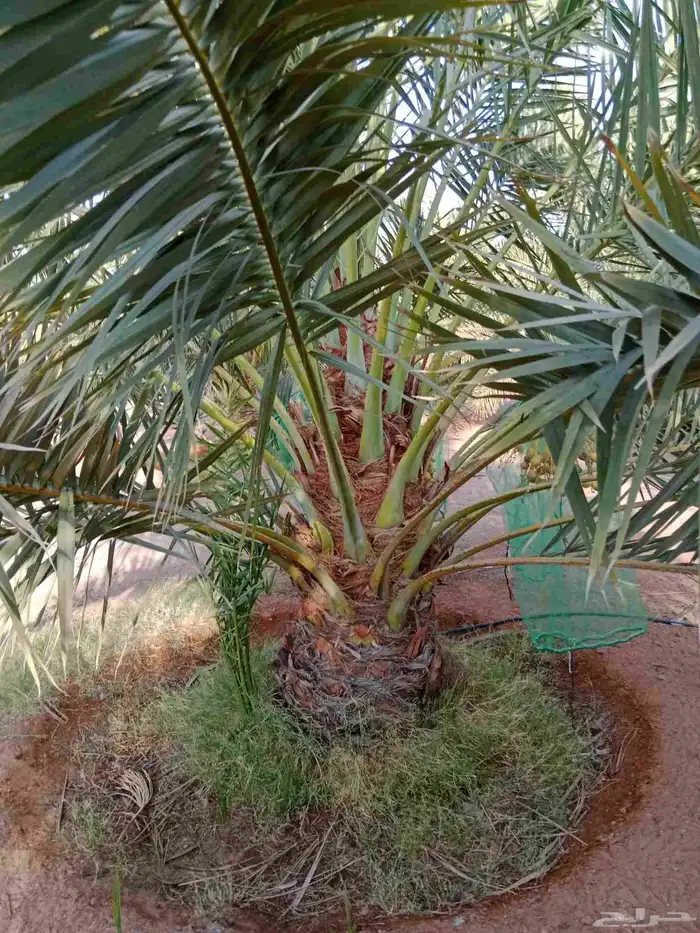 نخل خلاص برحي سكري 5