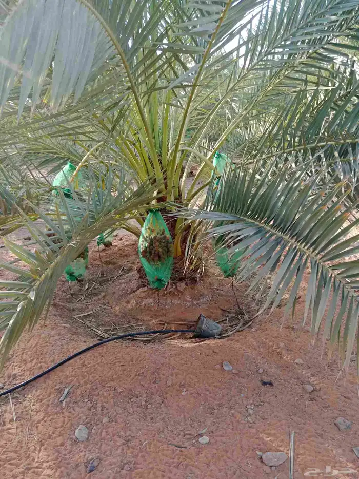 نخل خلاص برحي سكري 4