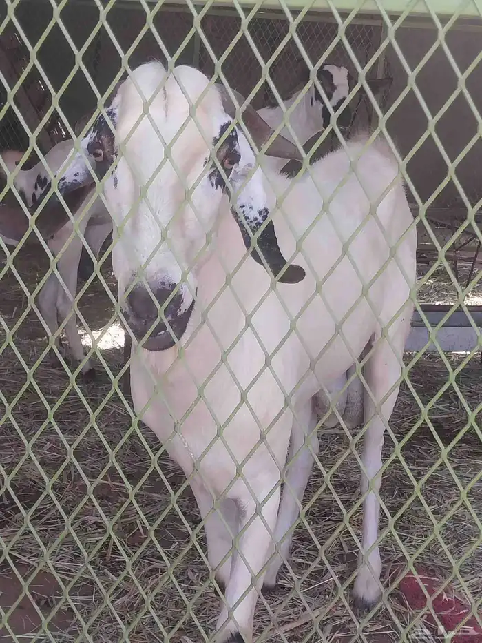 للبيع فحل بيشي أصيل 1