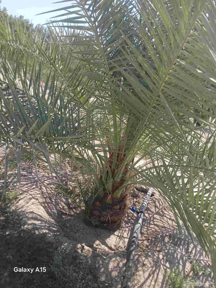 يتوفر لدينا جميع انوع  النخيل  سكري خلاص برحي روثانه منيفي 5