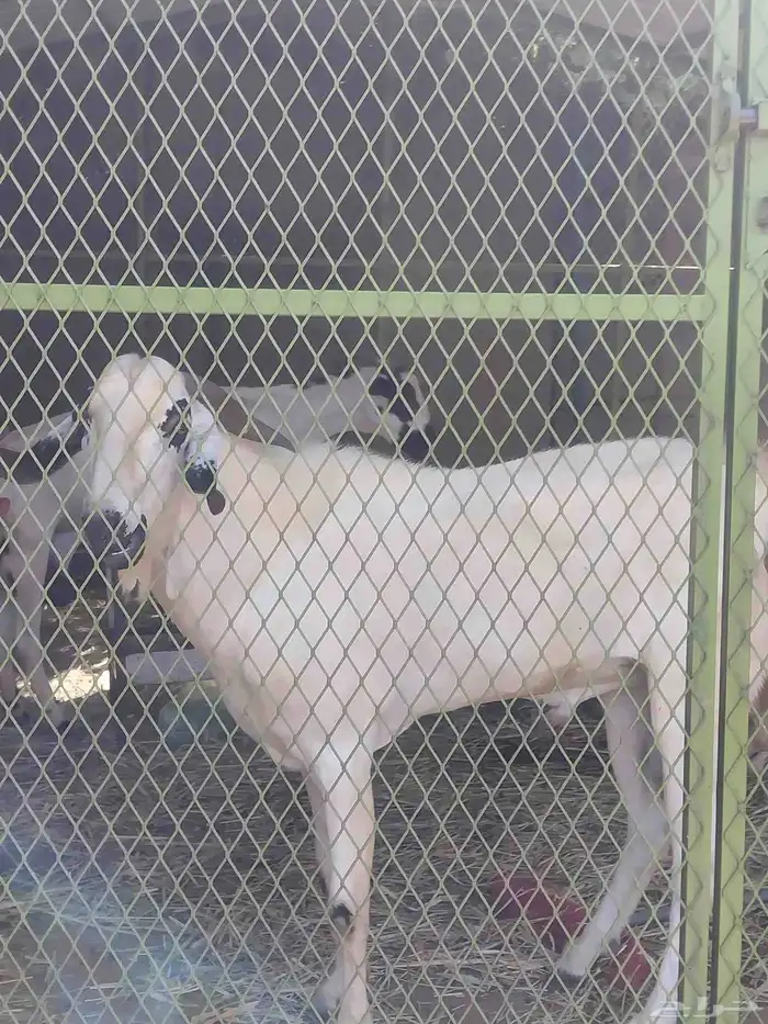 للبيع فحل بيشي أصيل 2