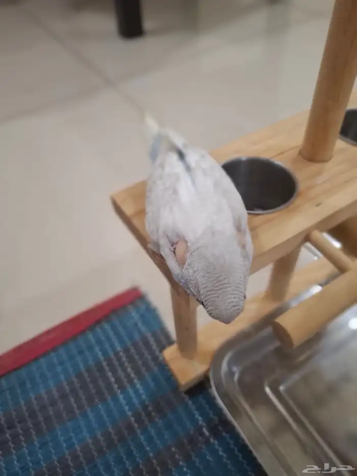 بيع فرخ بادجي استرالي 4