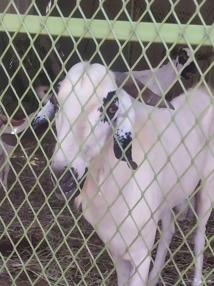 للبيع فحل بيشي أصيل 0