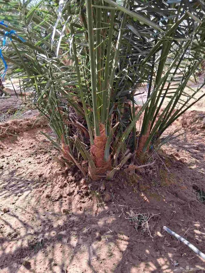 فروخ نخل جثايث نقايل صقعي مجدول برحي خلاص سكري 2