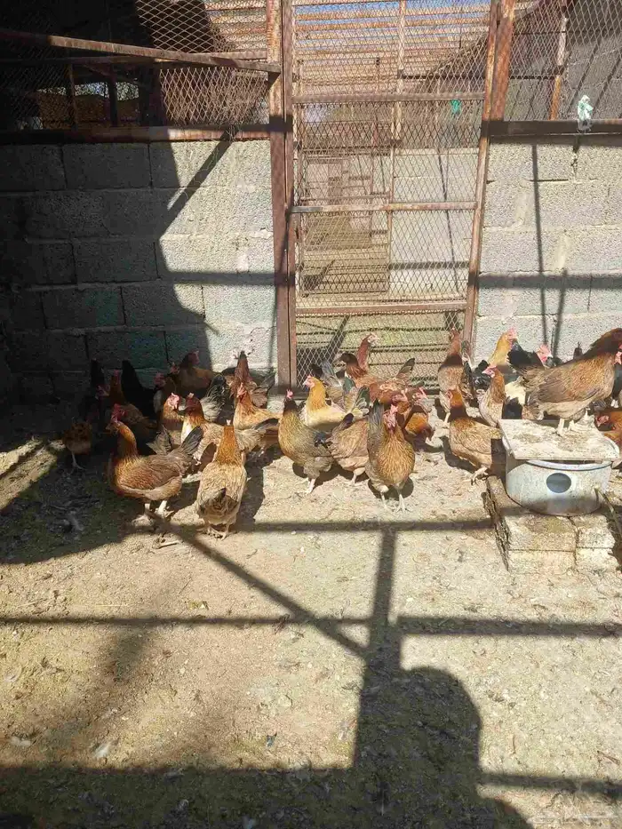 دجاج بياض العدد60 حبه 1