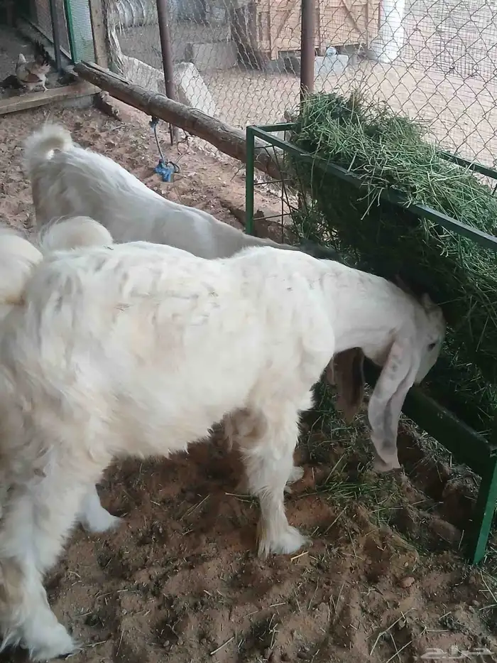 جفرتين وتيس صنف بيض 3