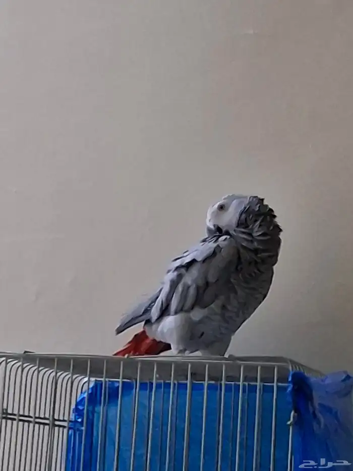 ببغاء أفريقي للبيع 0