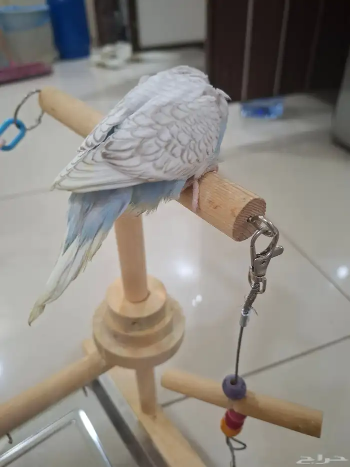 بيع فرخ بادجي استرالي 0