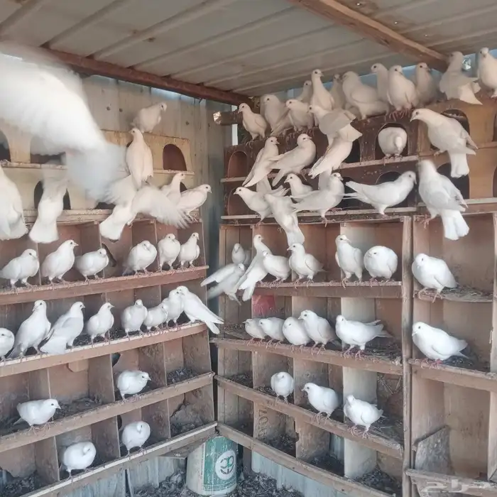 حمام فرنسي 0