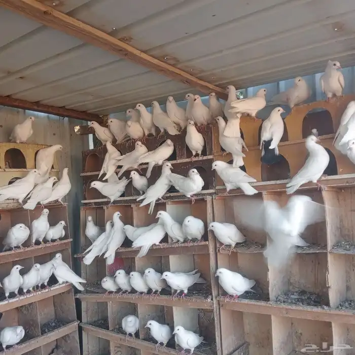 حمام فرنسي 4