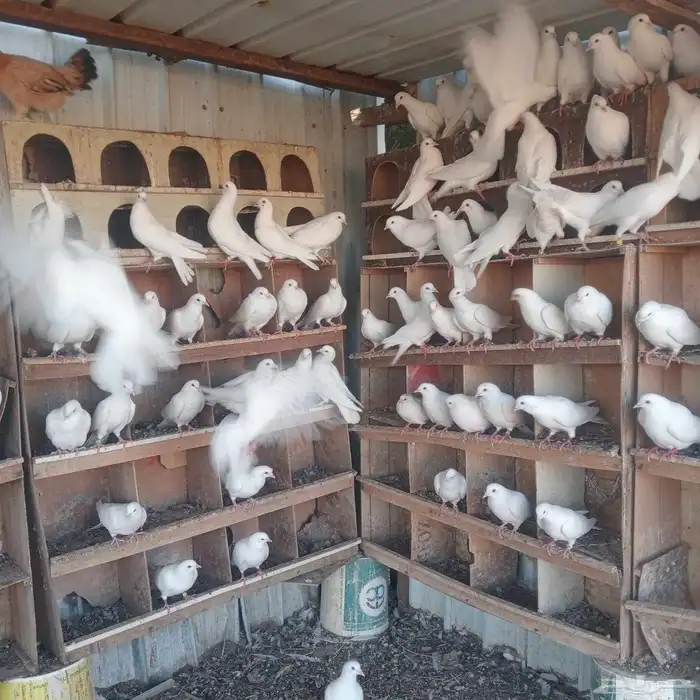 حمام فرنسي 5